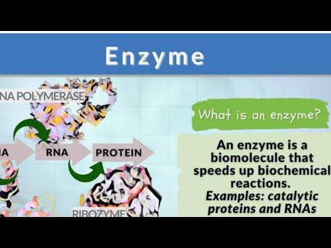 what is an enzyme #enzyme  #bsc3rdyear #5thsemester #bsc#trending #science #unit 8