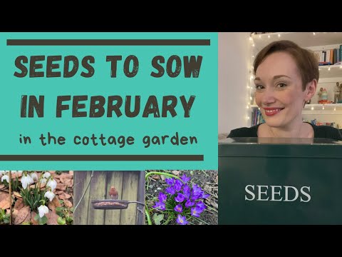 WHICH SEEDS TO SOW IN FEBRUARY IN THE ALLOTMENT AND COTTAGE GARDEN 2024