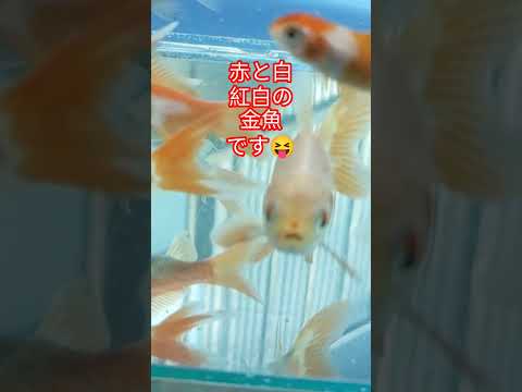 [金魚]　長物金魚　コメット紅白でめでたい柄模様そろそろ春💮ですよ～#gold fish