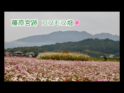 ここは天国😇⁇  コスモス🌸の絨毯が広がってた　Cosmos field Nara 2024年10月26日