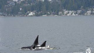 After Hours with BC Cetacean Sightings Network