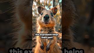 Quokkas: The Happiest Animals on Earth! 😊🦘#QuokkaSmile #HappyAnimals #aussiewildlife