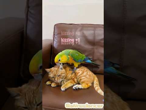 疯狂的鹦鹉不停地亲吻猫咪|crazy parrot is kissing cat all time #shortvideo #funny #funnycat #parrot#cat