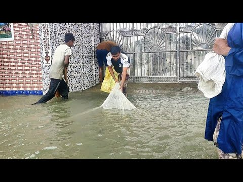 বন্যায় বাড়ির উঠোনে মাছ ধরা | Net fishing rainy day | Amazing cast net Fishing video