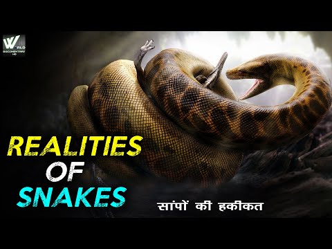 सांपों से जुड़ी ये बातें जो आपको जाननी चाहिए  सांपों की हकीकत | Snakes Wildlife Documentary हिंदी HD