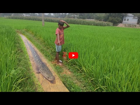 OMG Village Boy's Hand Finally Caught Snakehead Fish! Watch Now Full Video!