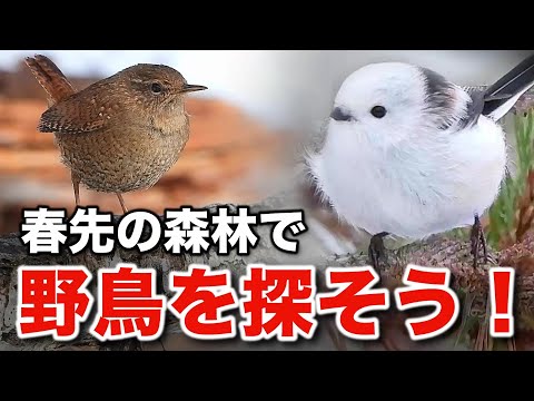 感動が止まらない！シマエナガと北海道の野鳥たちの物語〜