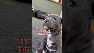 Puppy runs to cuddle his sister having a bad dream. Brodie is a blue Staffordshire bull terrier pup