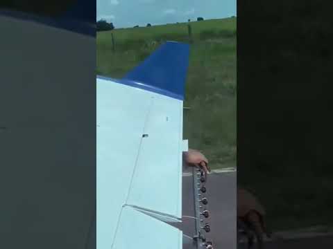 Armadillo On A Plane's Wing (Free Ticket) | Always Aviation | Please Subscribe For More 😊