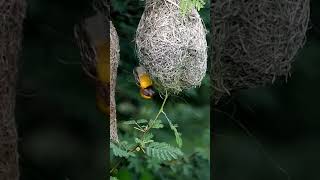 Weaver at work #shorts #bbcearth #urbanbirds #natgeowild #birdsonearth #flute #bayaweaver