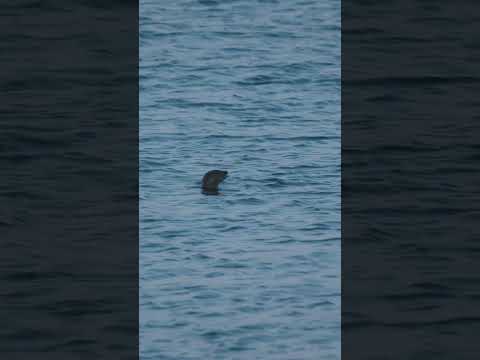 It was dinner time for this Otter #shorts  #otter #scotland