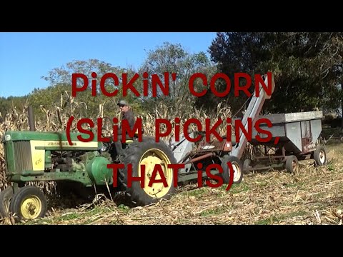 2024 Corn Harvest, Slim Pickin's