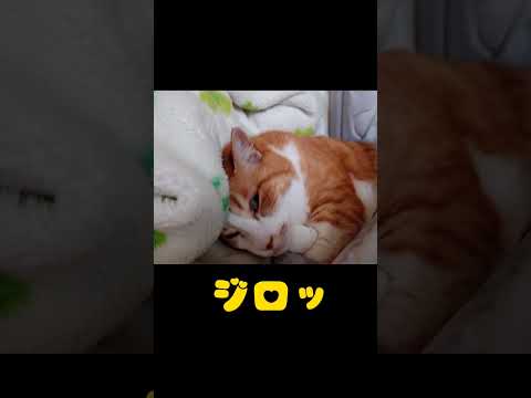 【恐怖】起こそうとしたらギョロ見された。 #shorts #猫 #cat