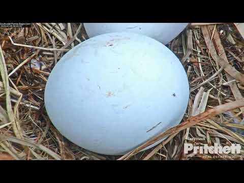 SWFL Eagles ~ M15 SEES Egg #4 For the FIRST TIME! ?? Gorgeous Views Of Eggs! ?? 2.26.20