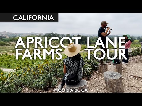 Apricot Lane Farms Tour