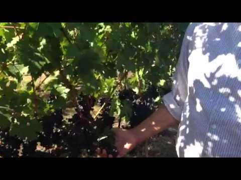 Watch Winemaker Gustavo Gonzalez discuss Cabernet in Garvey Vineyard