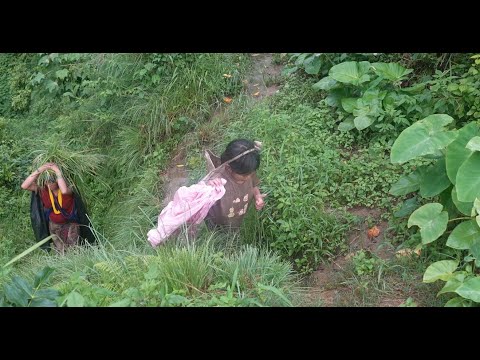 Traditional village life || Carrying village product