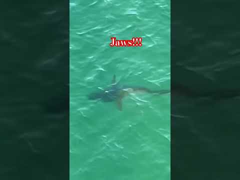 Look what we spotted in Pensacola Beach! 😳🦈