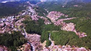 Sakura blossom at Yoshinoyama April 2021