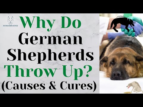 Why Do German Shepherds Throw Up? (Causes & Cures)