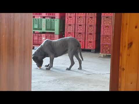 in the oranges the peel is removed! but he does not know and he eats them anyway!