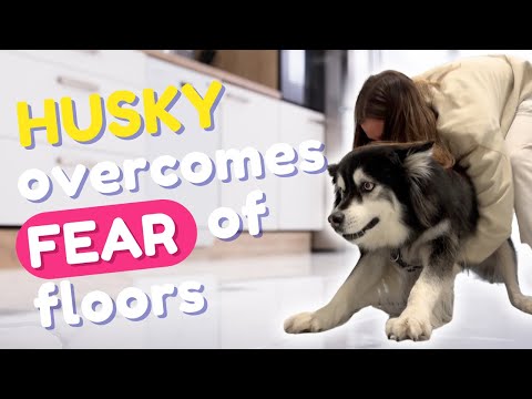 Husky overcomes fear of the floors!