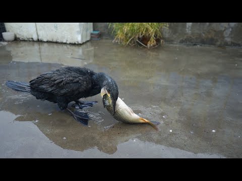 Can a cormorant eat a 50cm fish?