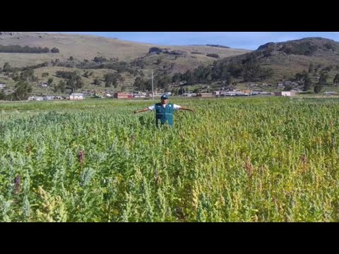 Quinoa Biological Control of Mildew, Different types of control, Mechanisms of action.