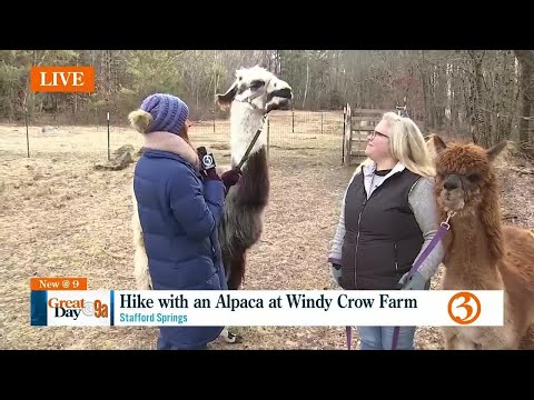 Windy Crow Farm Alpaca's