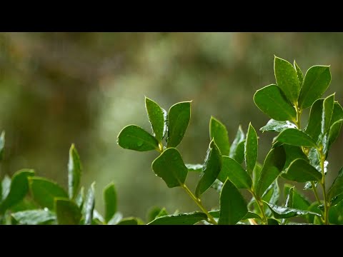 아침에 듣기좋은 잔잔한 음악모음 🌲하루10분 만병을 치료 해주는 힐링 명상 기치료 음악 및 영상 - 아침음악, 힐링음악, 명상음악, 스트레스해소음악