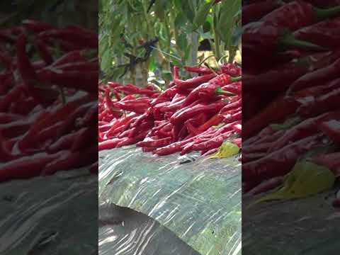 많이 달려도 걱정 #shorts  #Red pepper cultivation #farming #chili