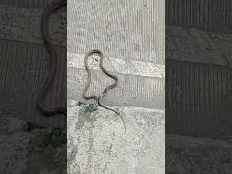 buti nalang di ka nakita ng baby ko dumaan#snakehouse #shortsyoutube