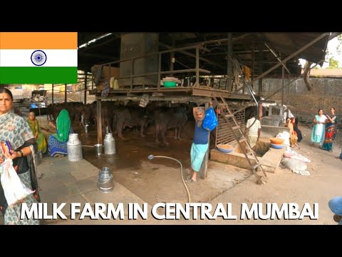 This Is How Locals Get Milk In Mumbai | Exploring More Of The City | India 🇮🇳