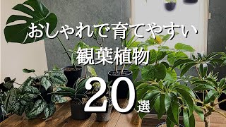 【コレを選べば間違いない】おしゃれでとにかく枯れない！誰でも育てられる育てやすい観葉植物20選 | 育て方や特徴、どんな部屋に合うかも解説