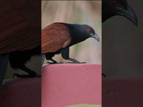 ഉപ്പനെ ഇങ്ങനെ കണ്ടാൽ വലിയ ദോഷം