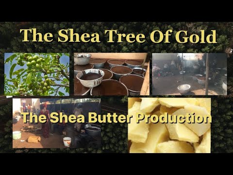 The Shea Tree Of Gold(Shea Butter Production)#SheaButter #SheaNut #SheaProduction #Henrysmedia24