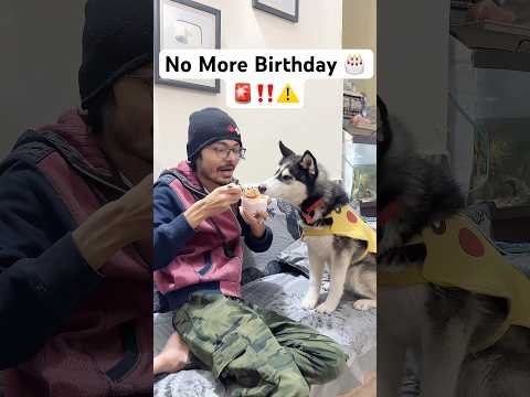 Bad day for panda🎂🚨⚠️ #shorts #dog #husky #trendingsongs