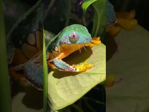 MY FROG IS GRUMPY! PLEASE EAT AND DON'T BE MAD AT ME! Fringed Leaf Frog Feeding #shorts