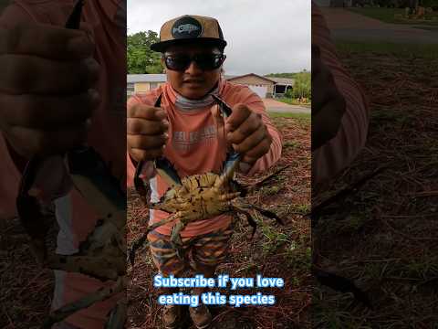 BLUE CRABS!!!! crazy find! #bluecrab #fishing #freshwater #viral #food