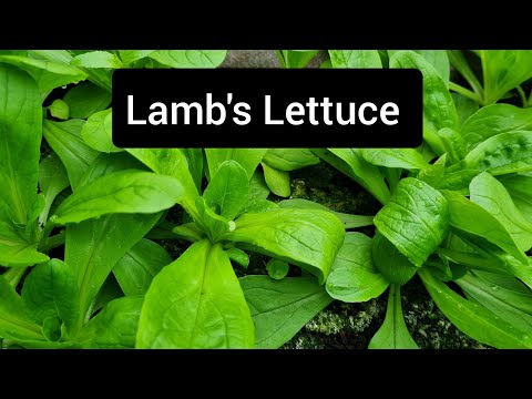 How to harvest lamb's lettuce - corn salad (mache) leaves