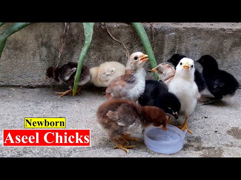 Newborn Chicks Food-Feed | Newborn Aseel Chicks Care | Birds and Animals Planet