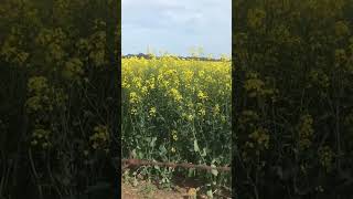 #love #canola #flowers