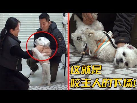 馬爾濟斯狂咬主人2年，訓犬師卻2招把狗撂倒，嚇得它尿了一地