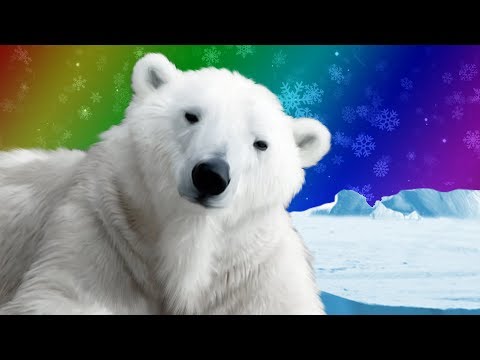 Polar Bears for Kids | Wild Animals | Arctic Animals