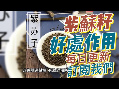 EP 195 紫蘇子（Perilla Seeds）的好處與作用 保護神經系統 促進心血管健康 改善皮