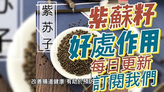 EP 195 紫蘇子（Perilla Seeds）的好處與作用 保護神經系統 促進心血管健康 改善皮