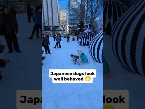 These dogs are so patient 😆 #japan #japandogs