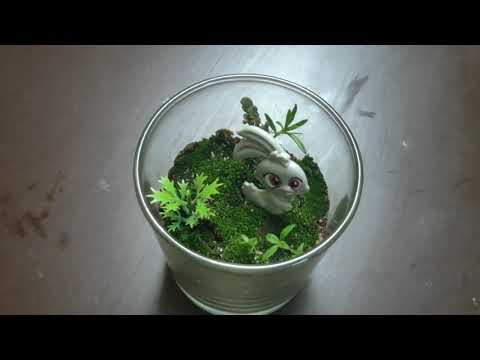 How to make a Terrarium / Terrerium DIY at home