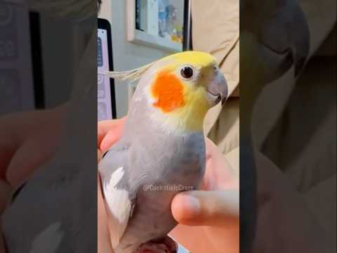 Cute Pika Pika Peekaboo Playtime #cutepets #birdscharm #cockatielscraze