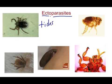 Ectoparasites